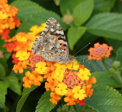 Vanessa cardui