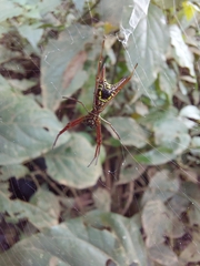 Micrathena sexspinosa