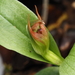 Pterostylis humilis - Photo (c) Emily Roberts, some rights reserved (CC BY), uploaded by Emily Roberts