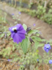 Browallia americana
