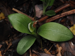 Pterostylis humilis