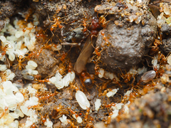 Pheidole