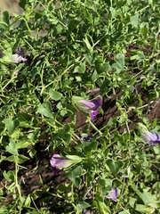 Maurandya antirrhiniflora