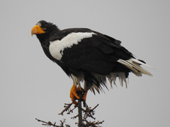 Haliaeetus pelagicus