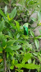 Ischiopsopha wallacei