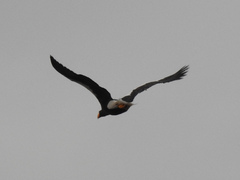 Haliaeetus pelagicus