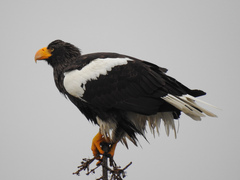 Haliaeetus pelagicus