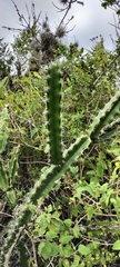 Acanthocereus