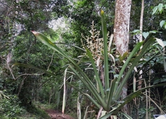Bromeliaceae