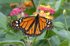 Danaus plexippus