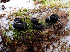 Pseudoplectania nigrella