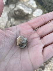 Cerastoderma glaucum