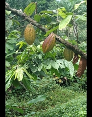 Theobroma