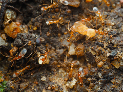 Pheidole