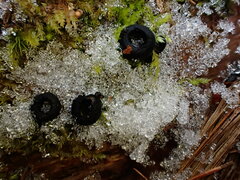 Pseudoplectania nigrella