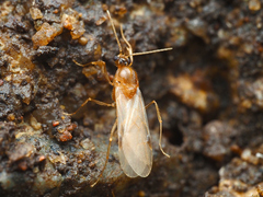 Pheidole