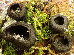 Pseudoplectania nigrella