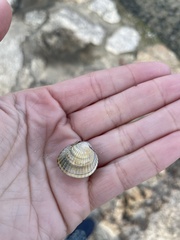 Cerastoderma glaucum