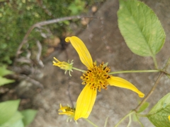 Bidens reptans