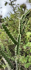 Acanthocereus