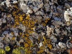 Candelariella rosulans