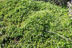 Chaenostoma campanulatum