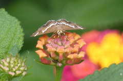 Spoladea recurvalis