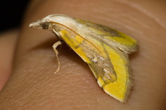 Boeotarcha coemaroalis