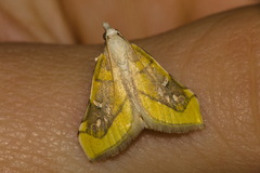 Boeotarcha coemaroalis