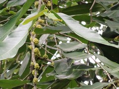 Drypetes pendula