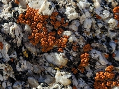 Xanthorioideae