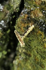 Erechthias fulguritella