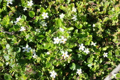 Chaenostoma campanulatum