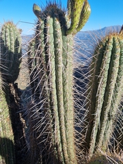 Trichocereus chiloensis