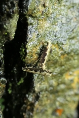 Erechthias fulguritella