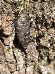 Alsophila pometaria