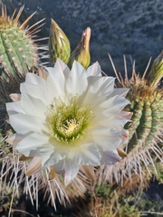 Trichocereus chiloensis