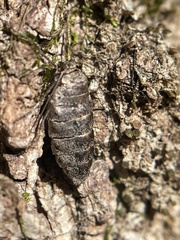 Alsophila pometaria