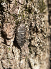Alsophila pometaria