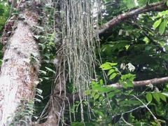 Rhipsalis