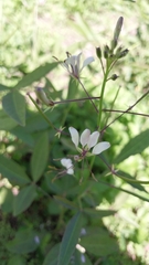 Cleome gynandra