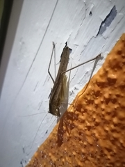 Neoconocephalus triops