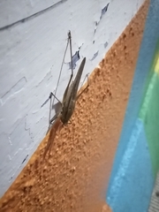Neoconocephalus triops