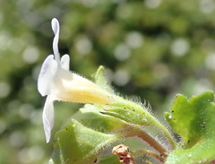 Chaenostoma campanulatum