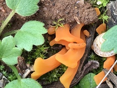 Clavulinopsis sulcata