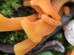 Clavulinopsis sulcata