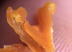 Clavulinopsis sulcata