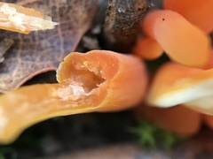 Clavulinopsis sulcata