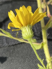 Chrysopsidinae