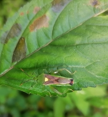 Spathophorini
